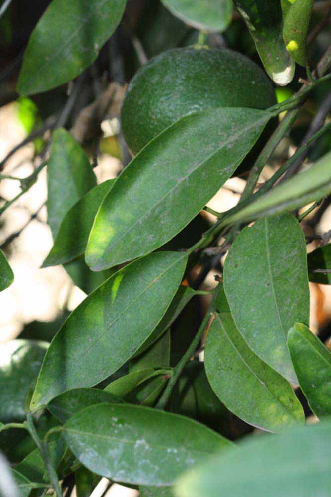              Shade leaves (Riverside, CA)       